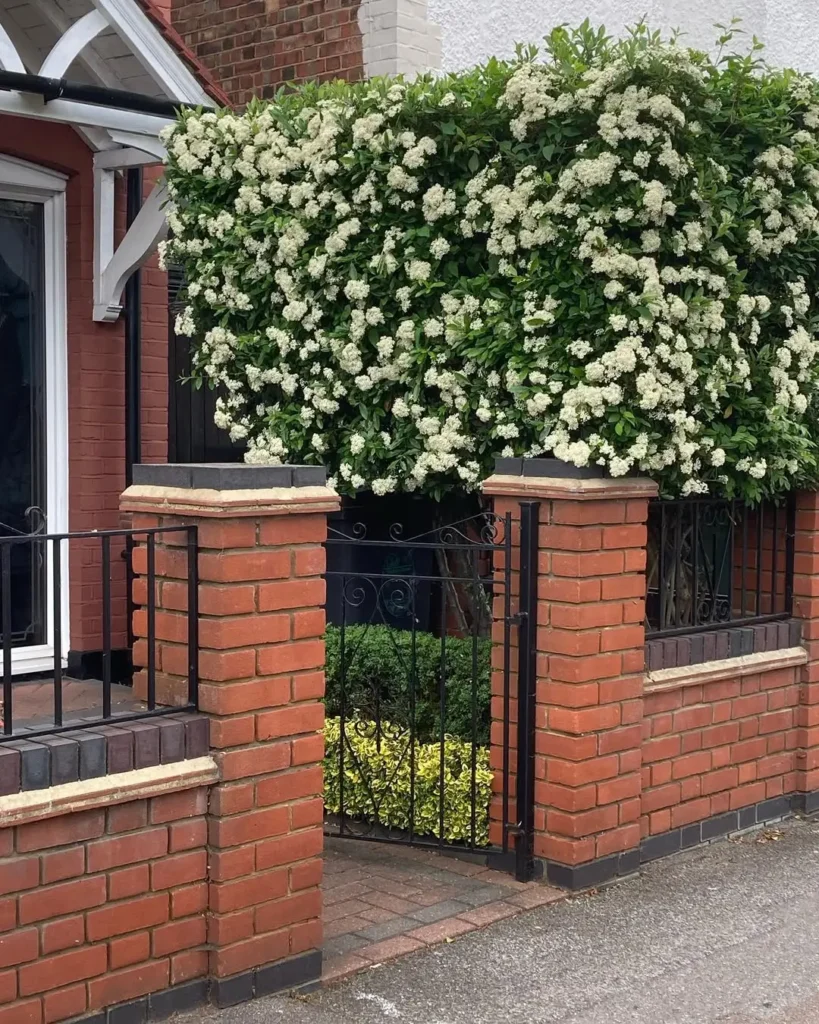 evergreen white shrub wall