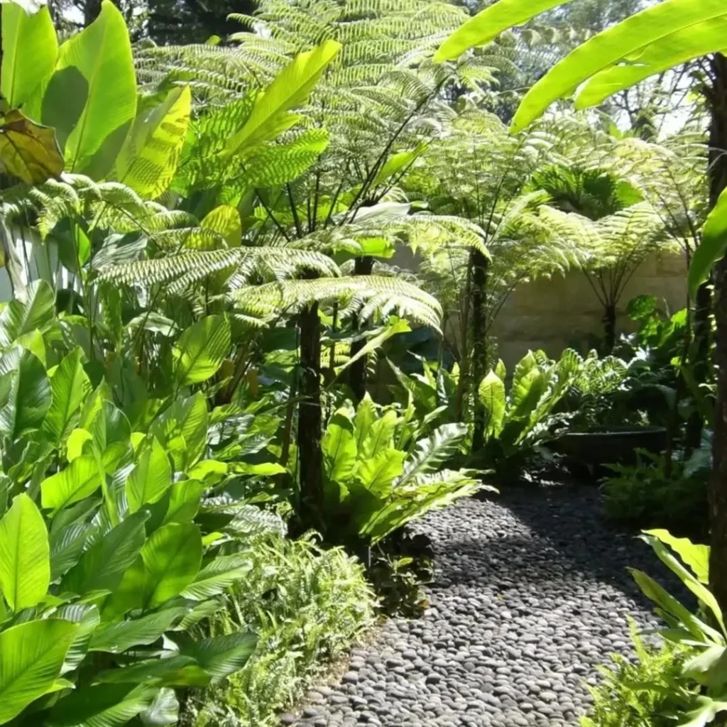 fern outdoor garden.