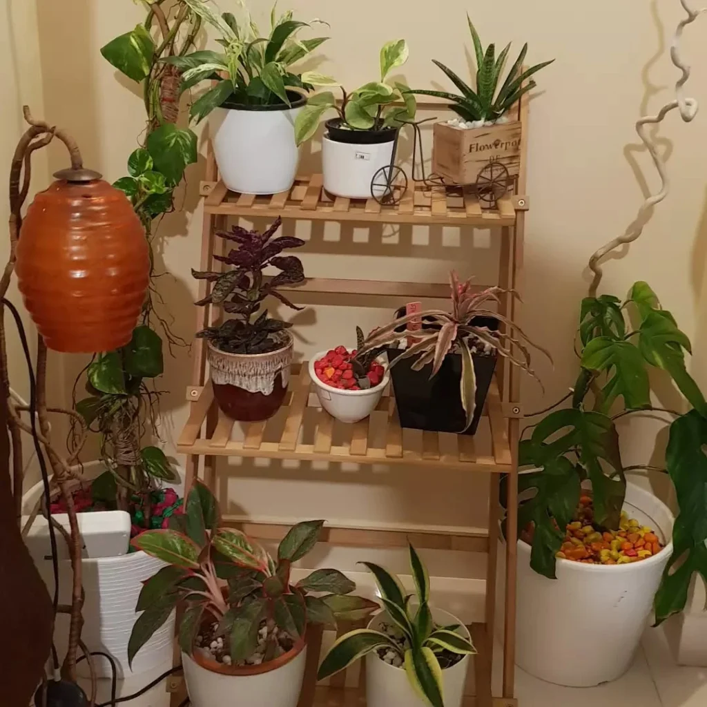 foldable bamboo ladder plants