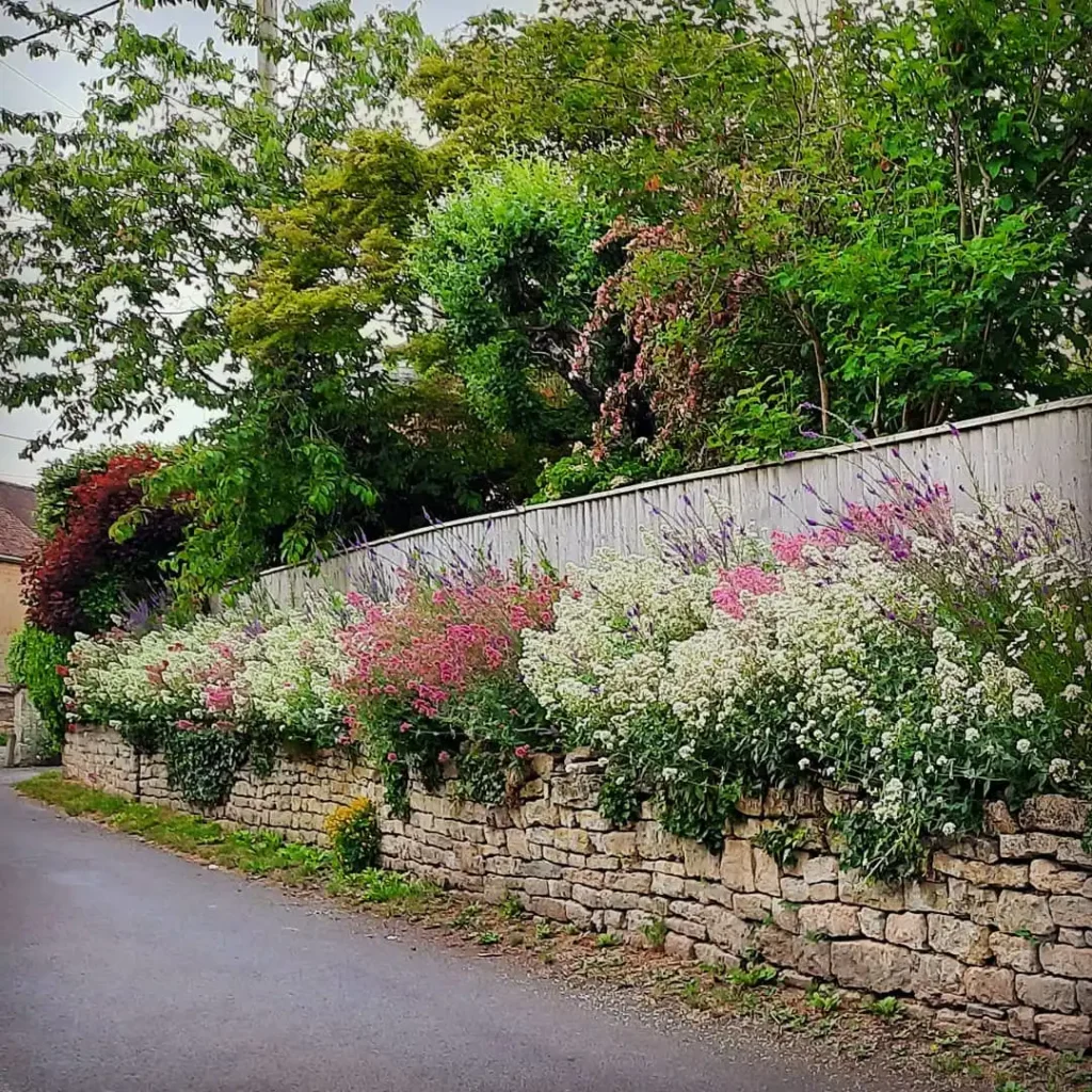 frothy flowers garden wall