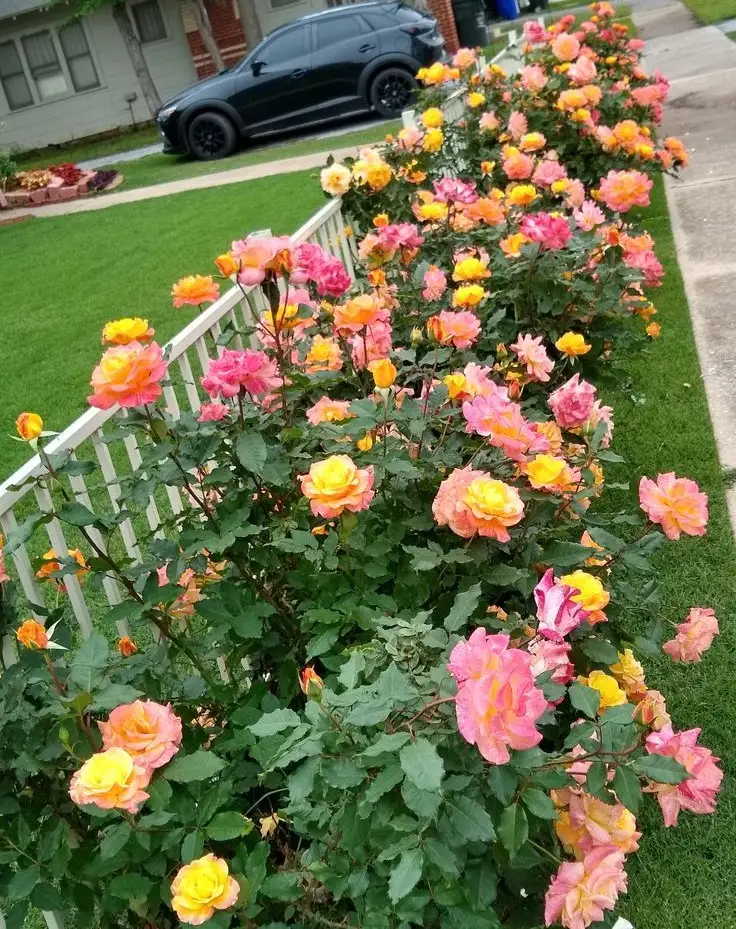hybrid tea roses garden