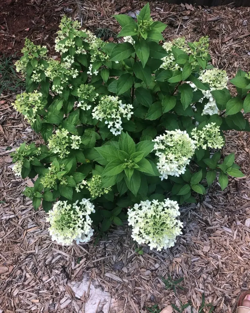 hydrangea flowers garden