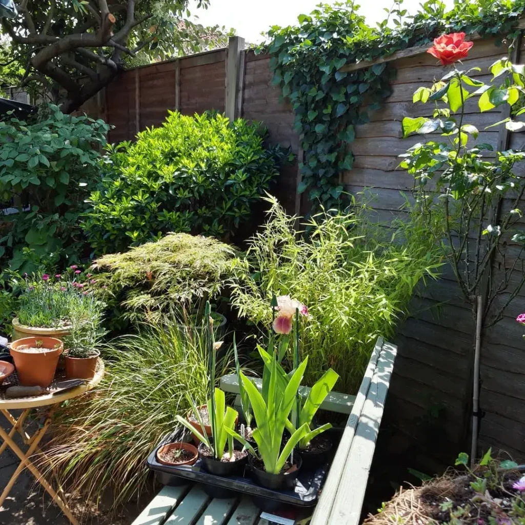 large green shrub garden