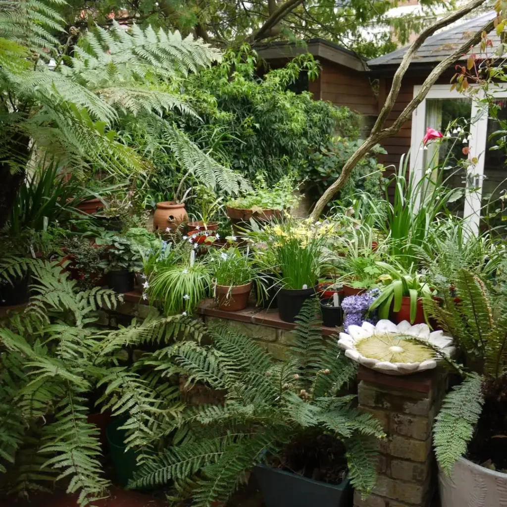 large leaf foliage garden