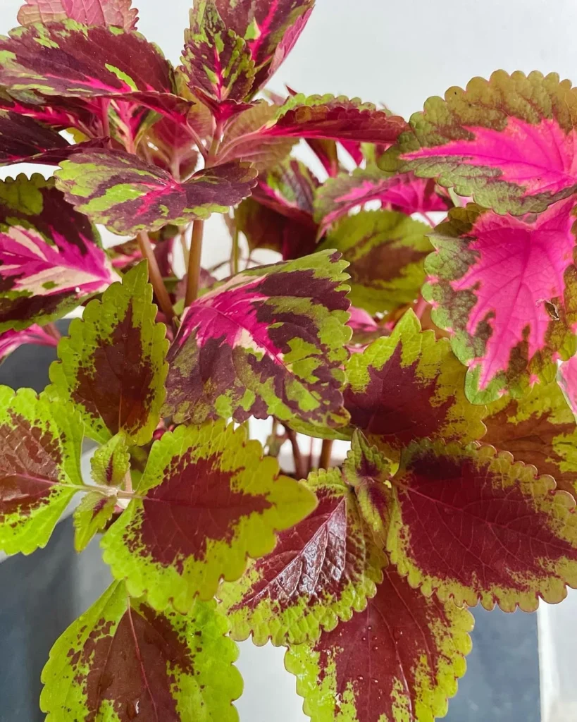 lime green coleus plant