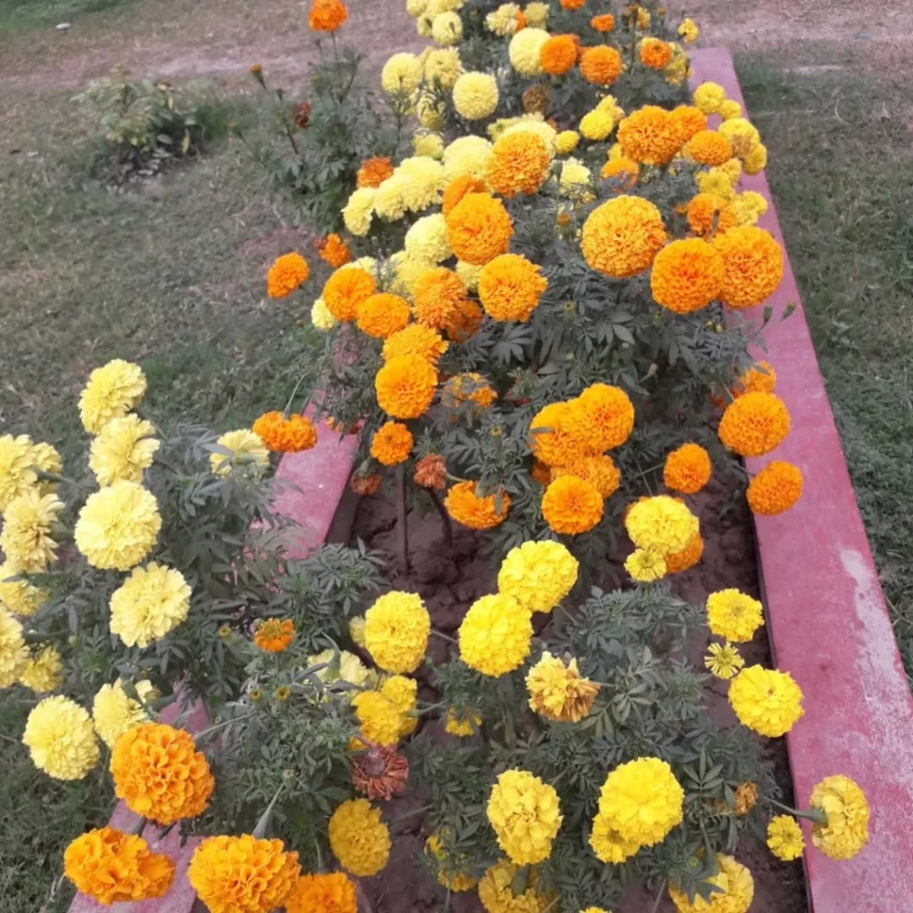 marigold flowers garden