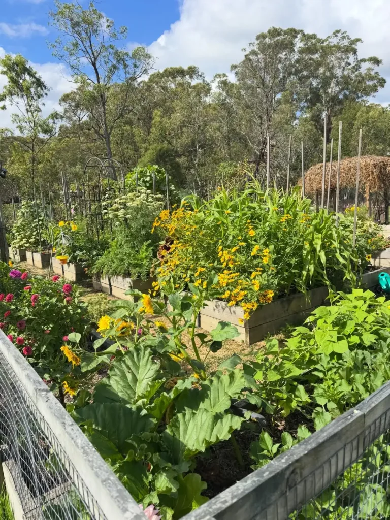 multiple raised wooden garden