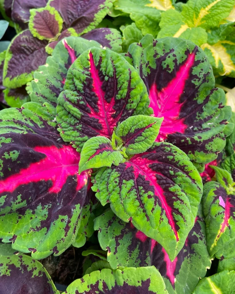 ornamental coleus plant