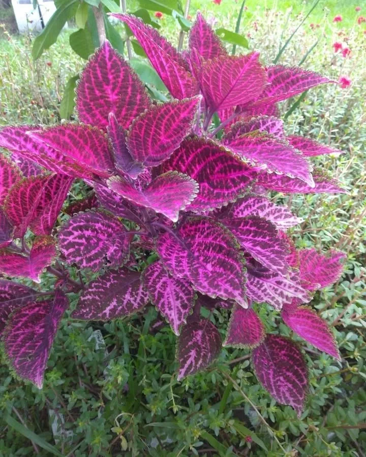 ornamental plant outdoor