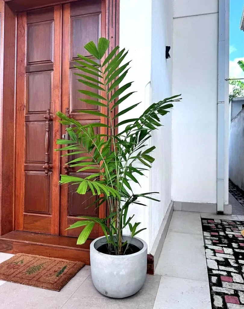 parlour palm plant entrance