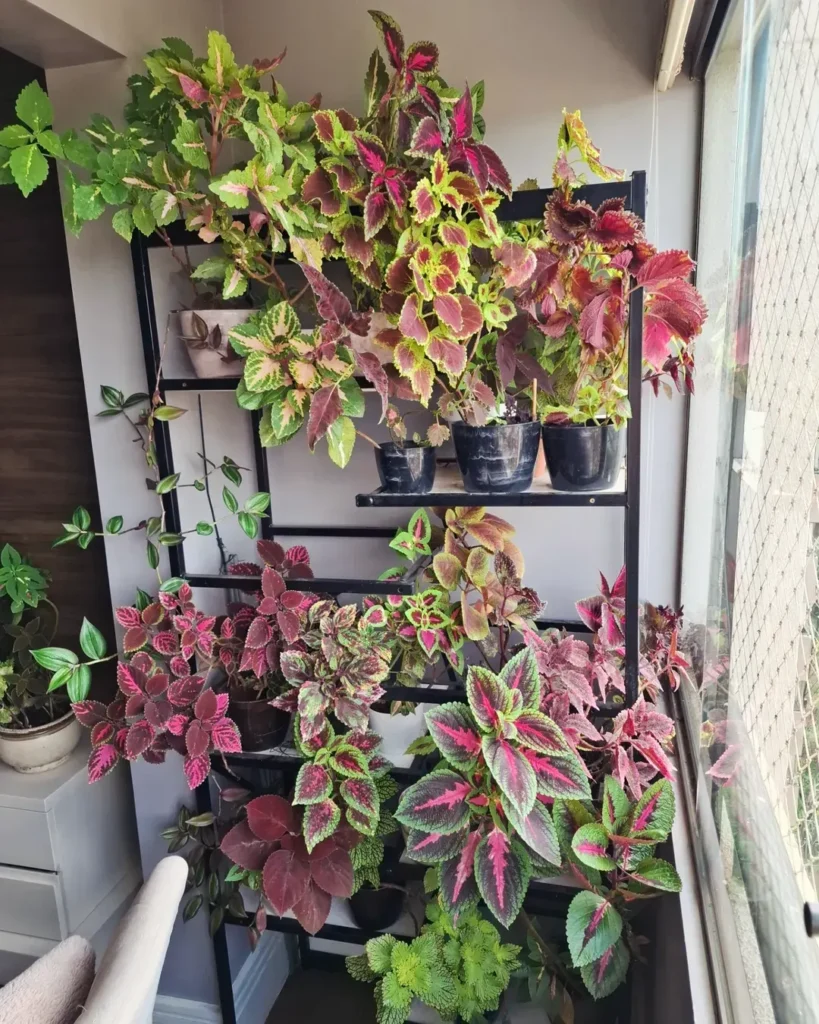 partial shade coleus plants