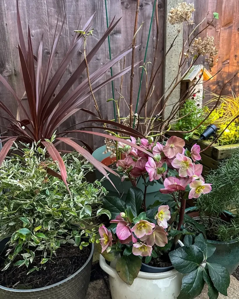 perennial flowering corner garden