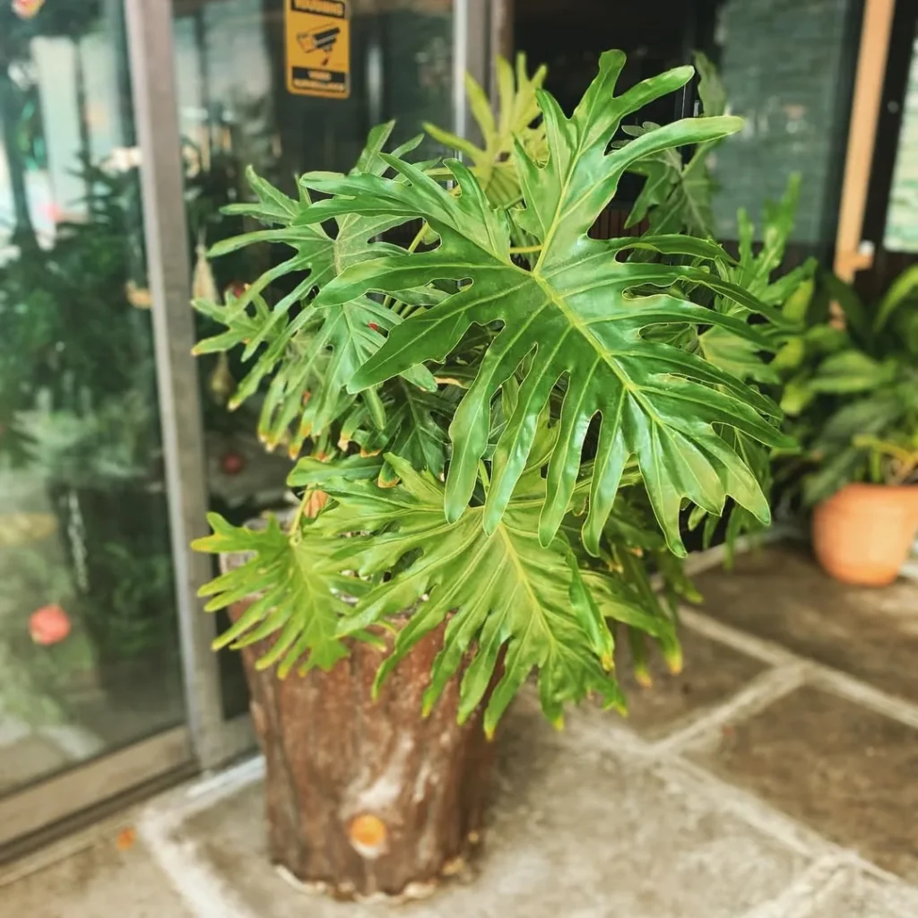 philodendron outdoor plant
