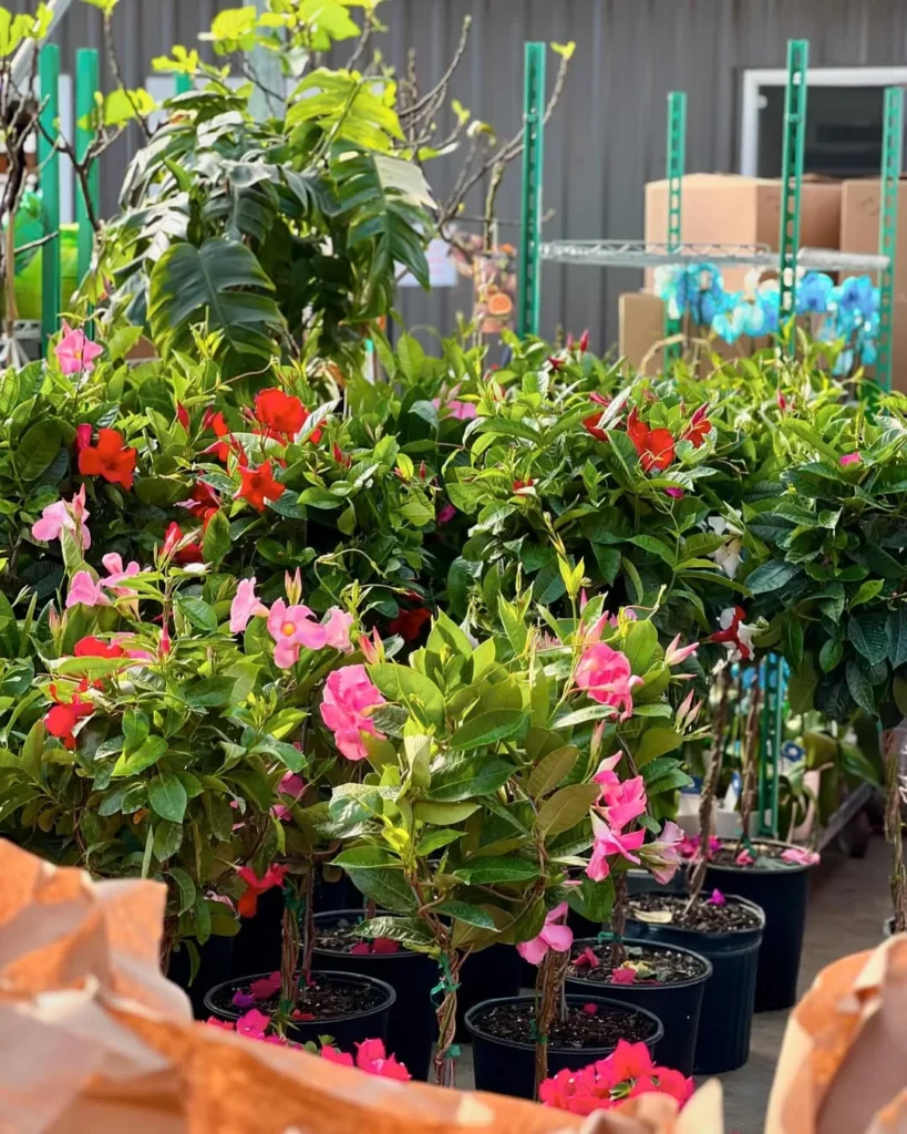 potted mandevilla plants