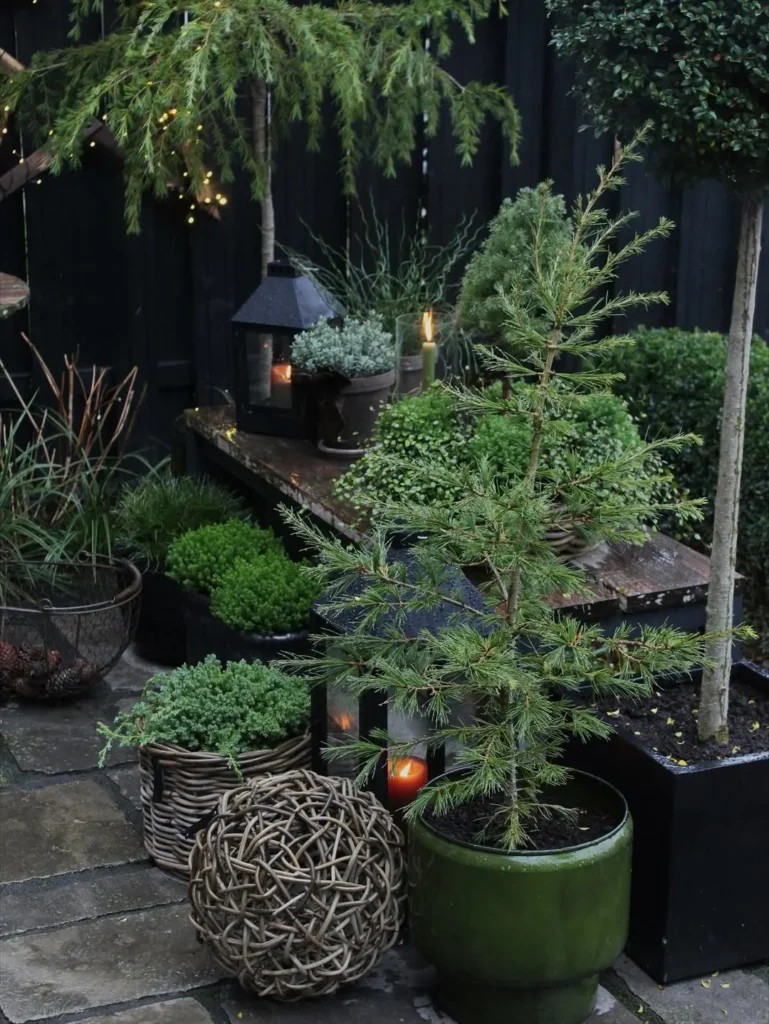 potted evergreen cozy garden