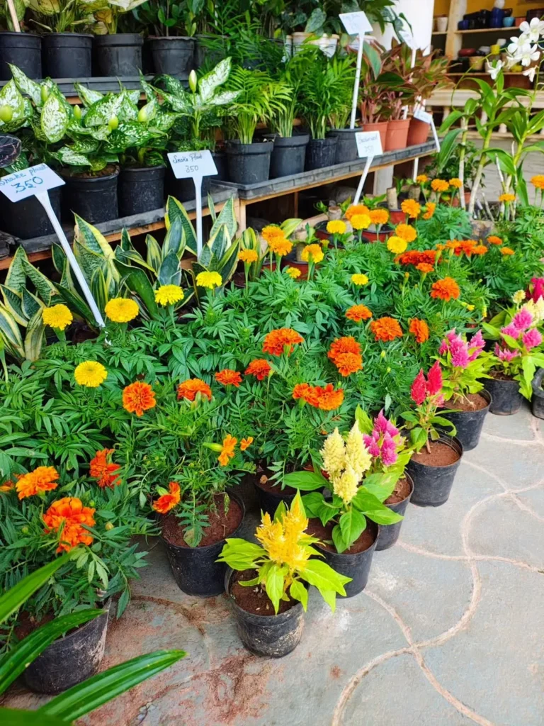 potted flowering plants outdoor