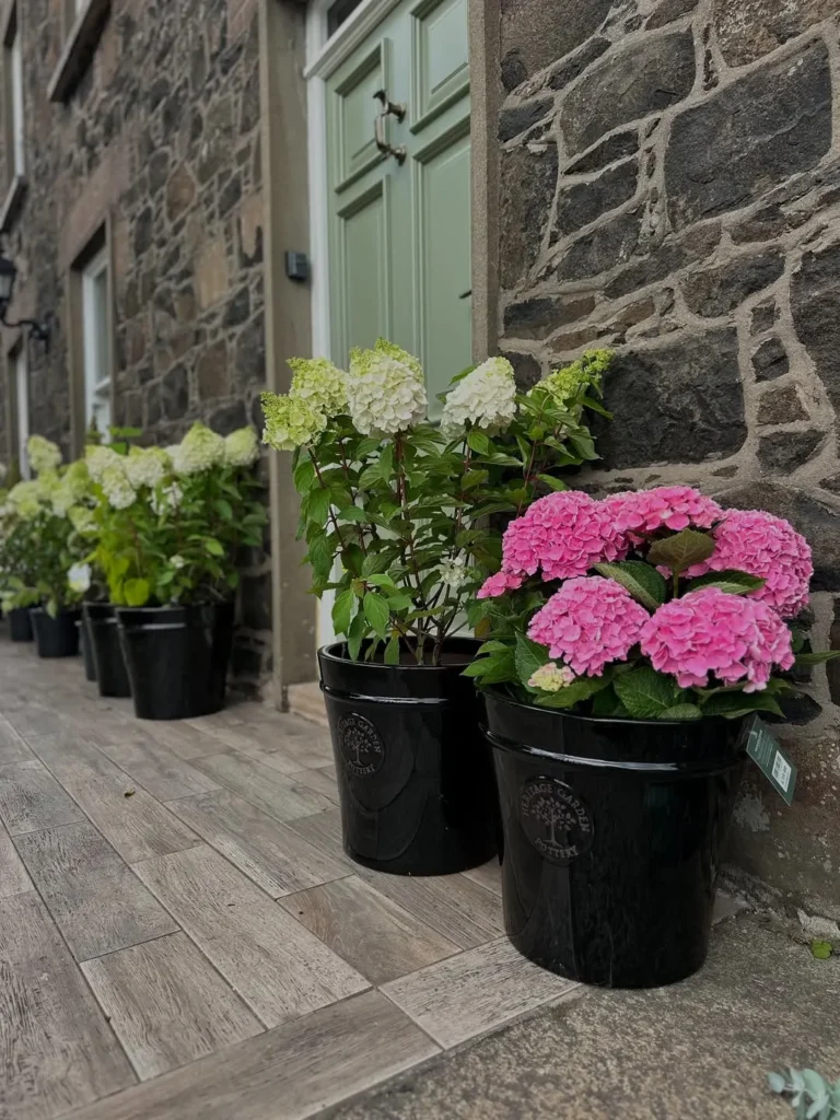 potted hydrangea plants