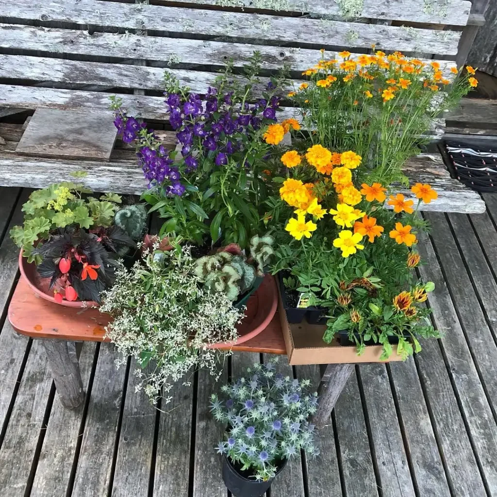 potted perennial garden