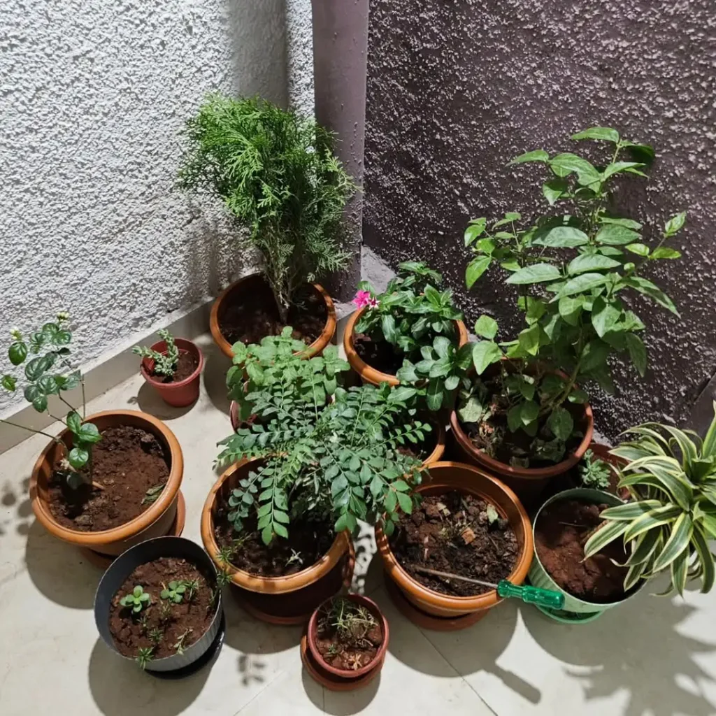potted plants garden