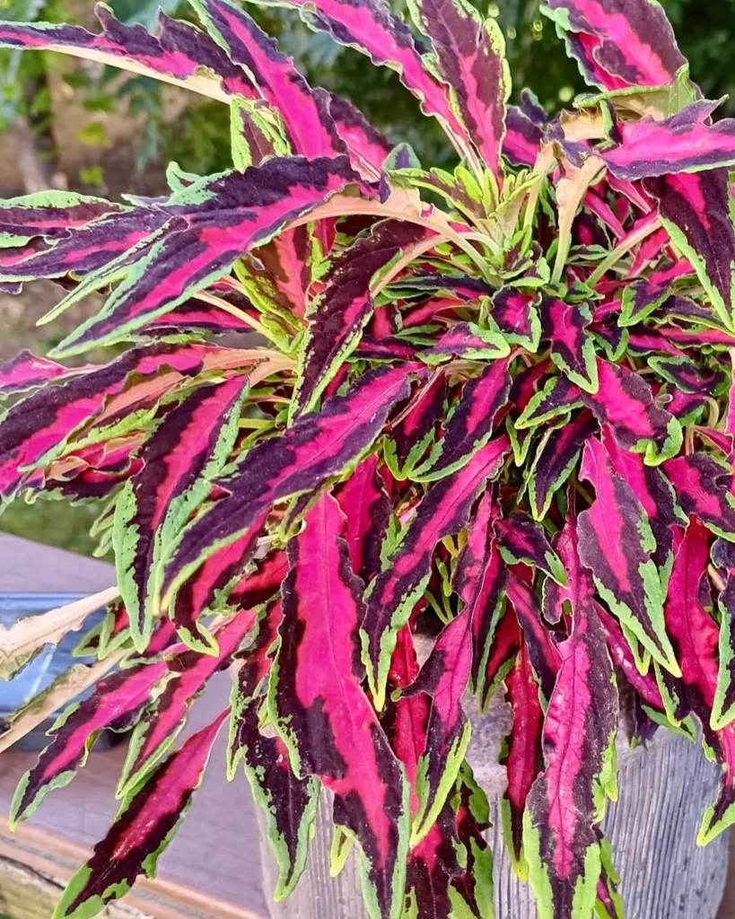 spitfire coleus plant