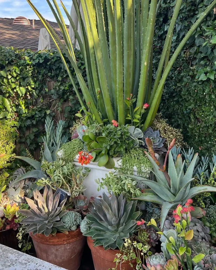 succulent corner garden