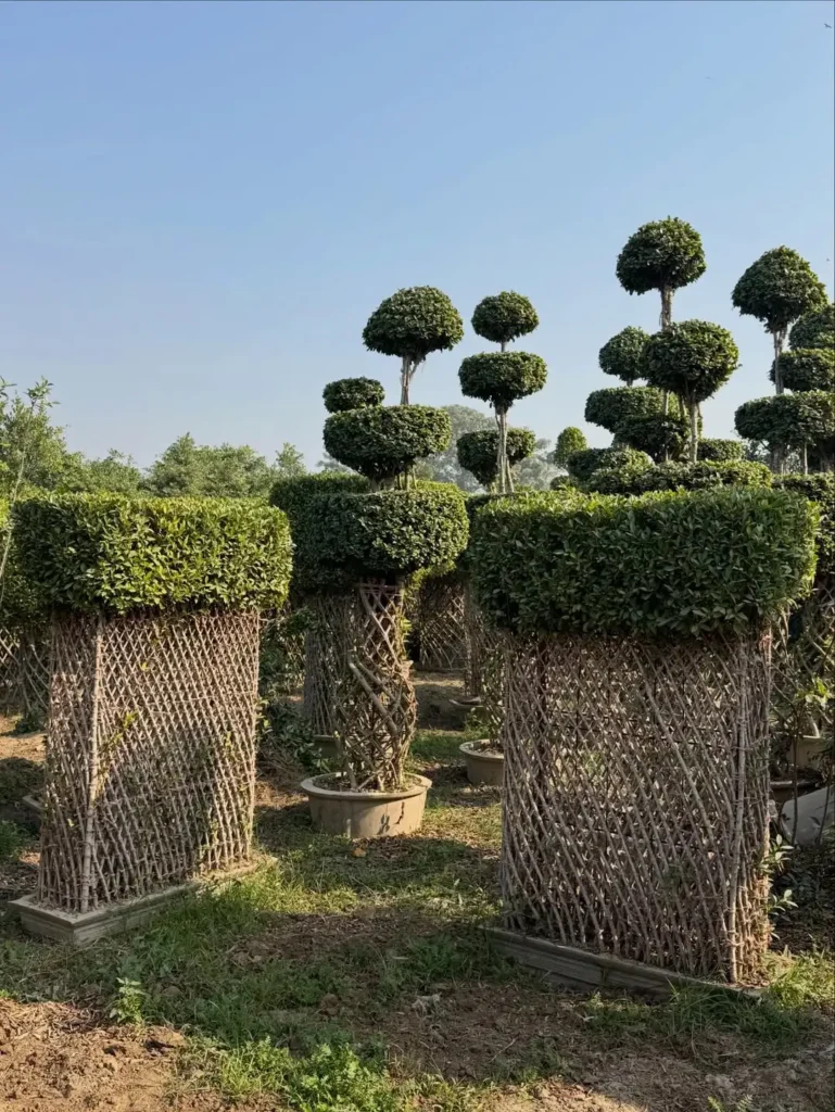 topiary plants entrance