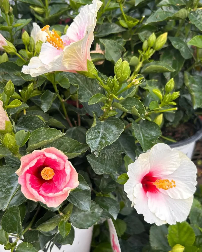 tropical hibiscus plant