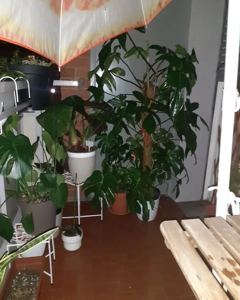 tropical outdoor plant