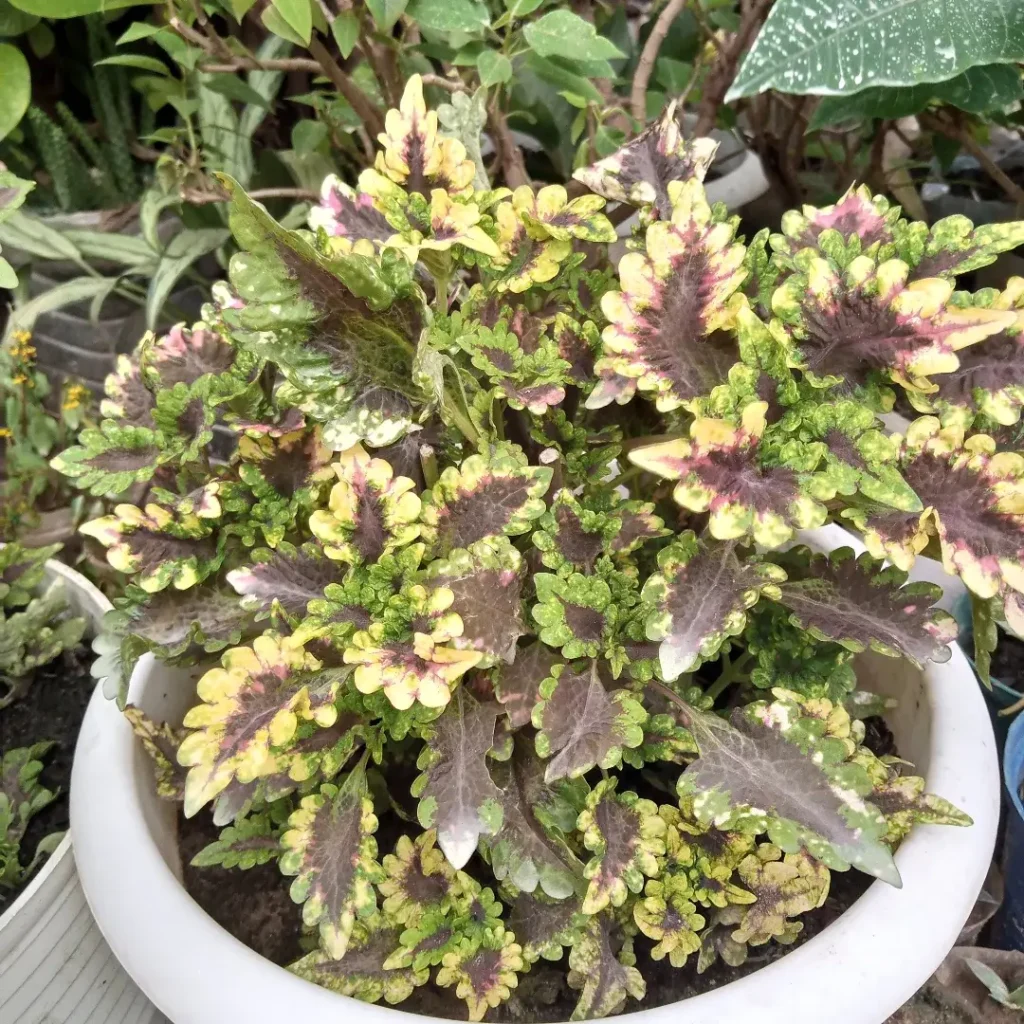 variegated coleus plant