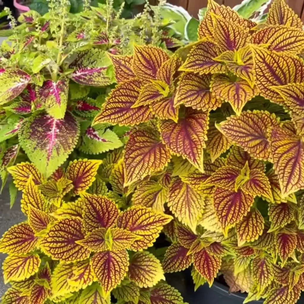 yellow coleus plant