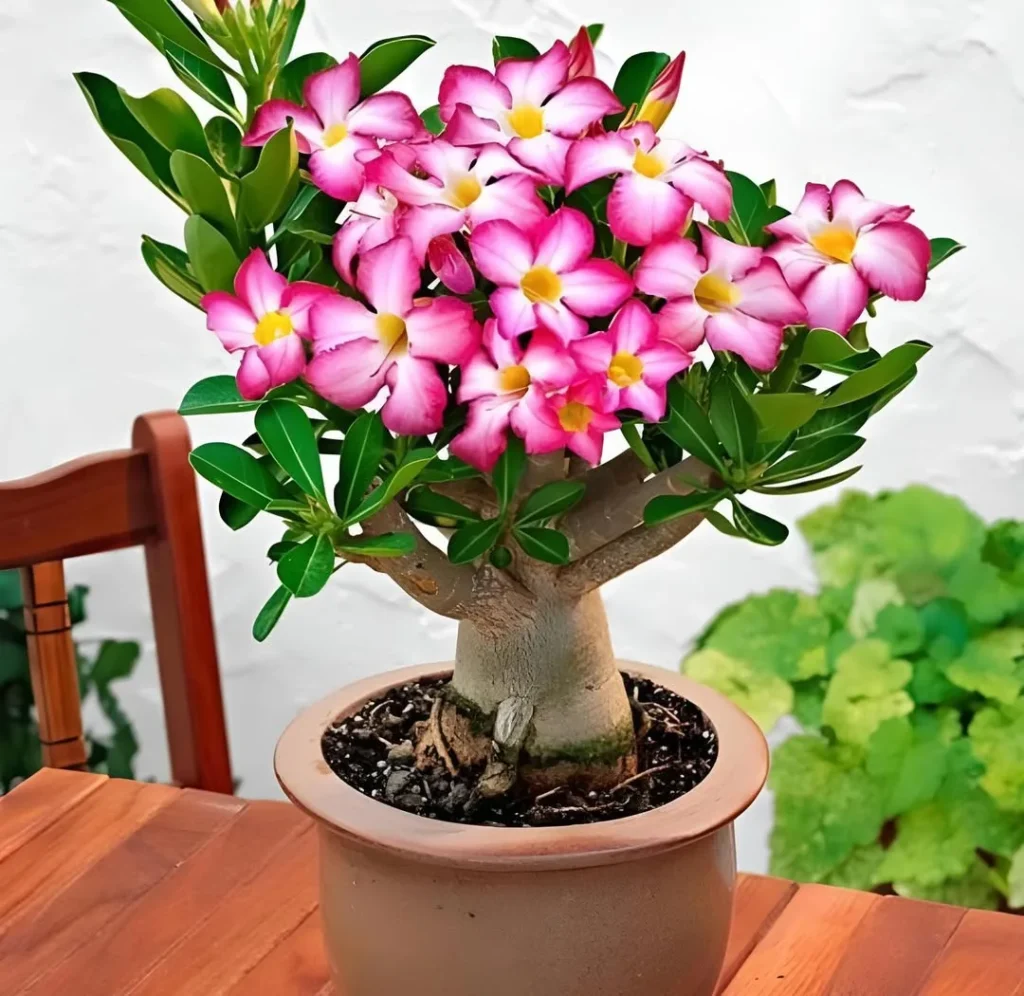 adenium obesum succulent garden