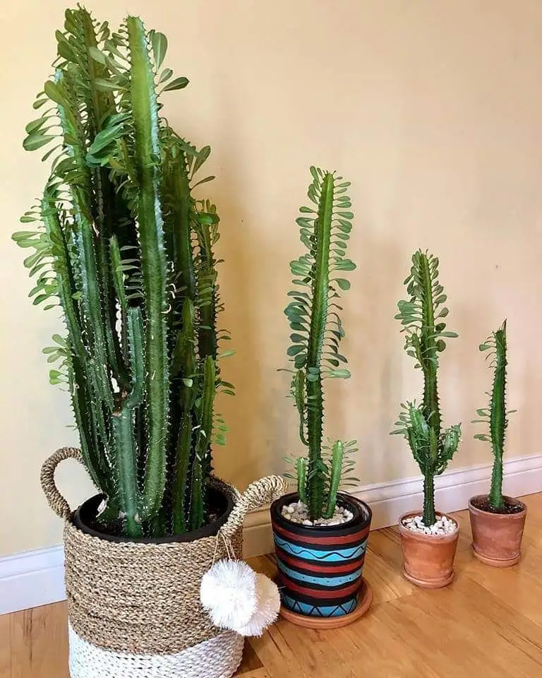 african milk tree indoor succulent garden