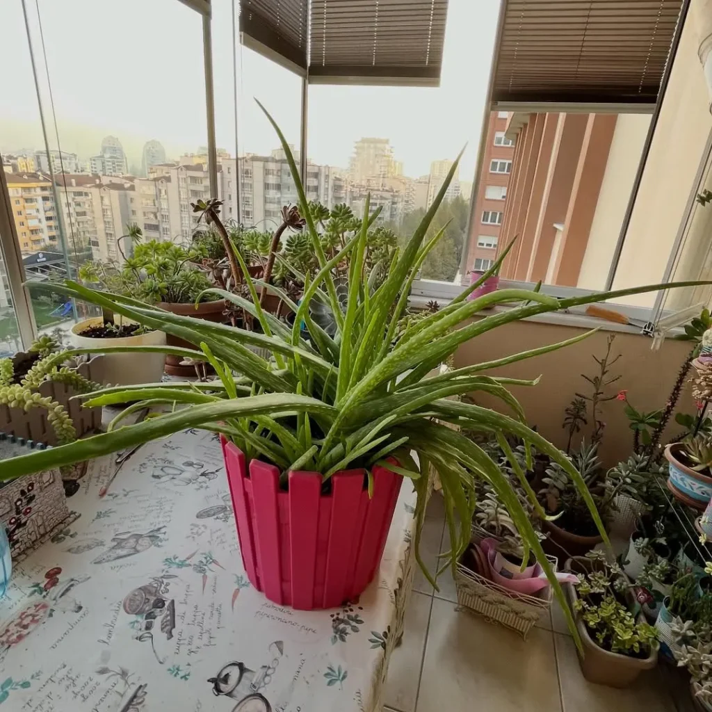 aloe vera succulent garden