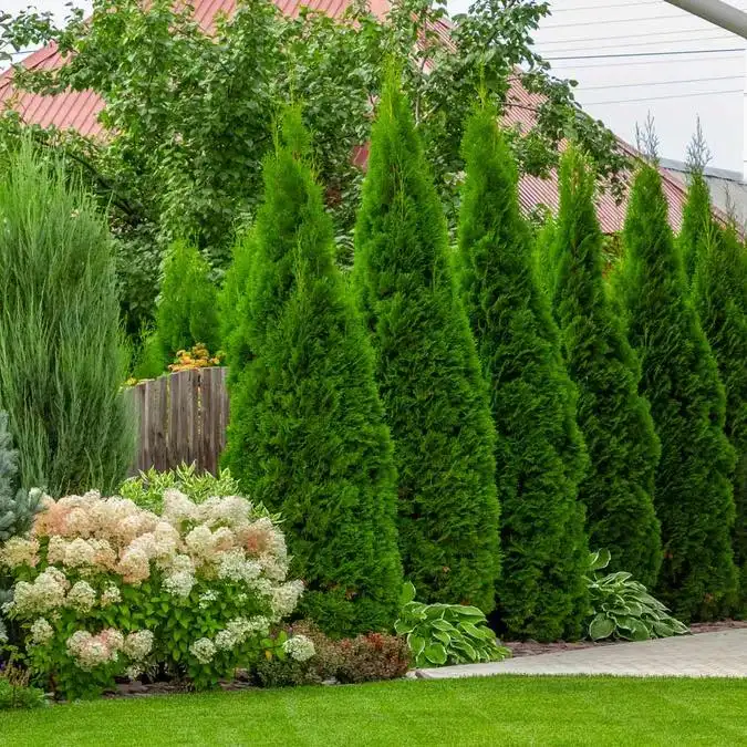 arborvitae privacy plants fence