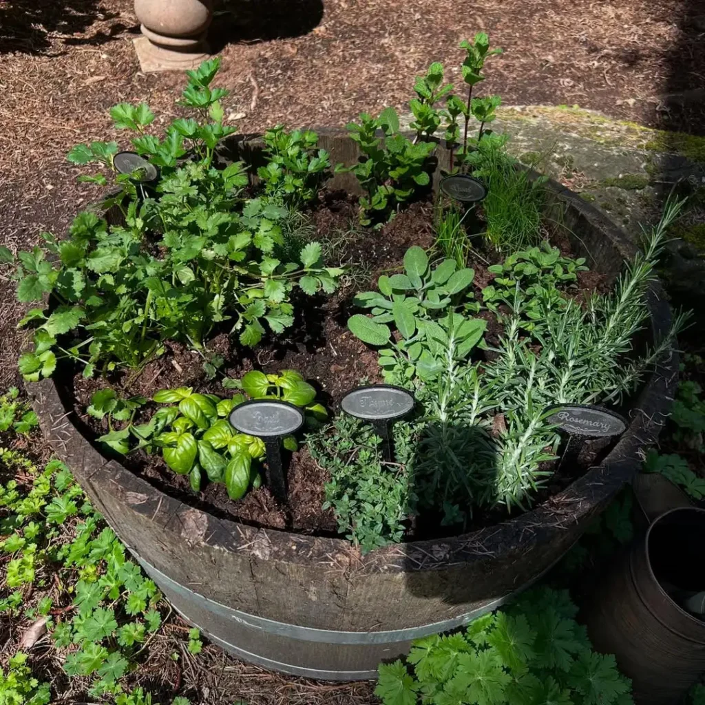 barrel herb garden