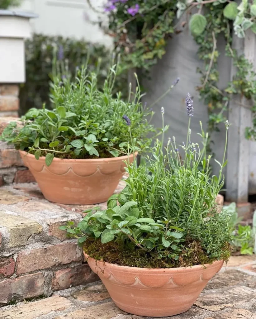 best mini herb garden containers