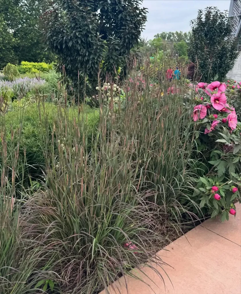big bluestem privacy plants fence (1)