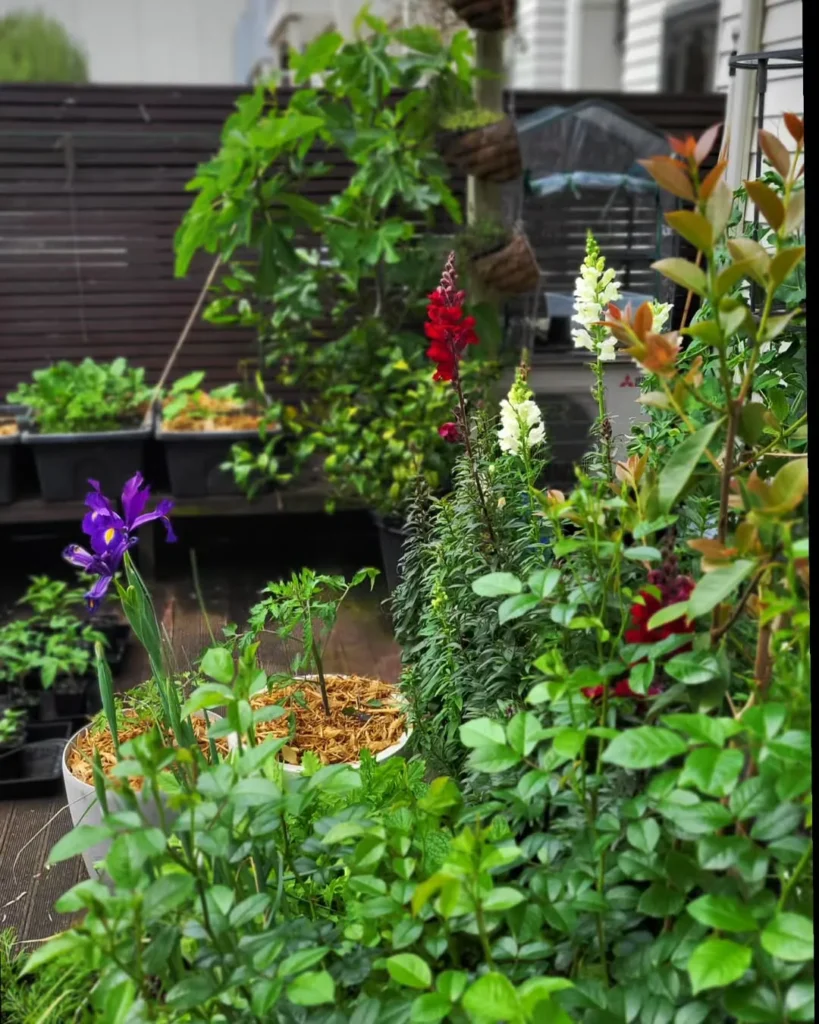 botanical bento box compartmentalized patio gardening