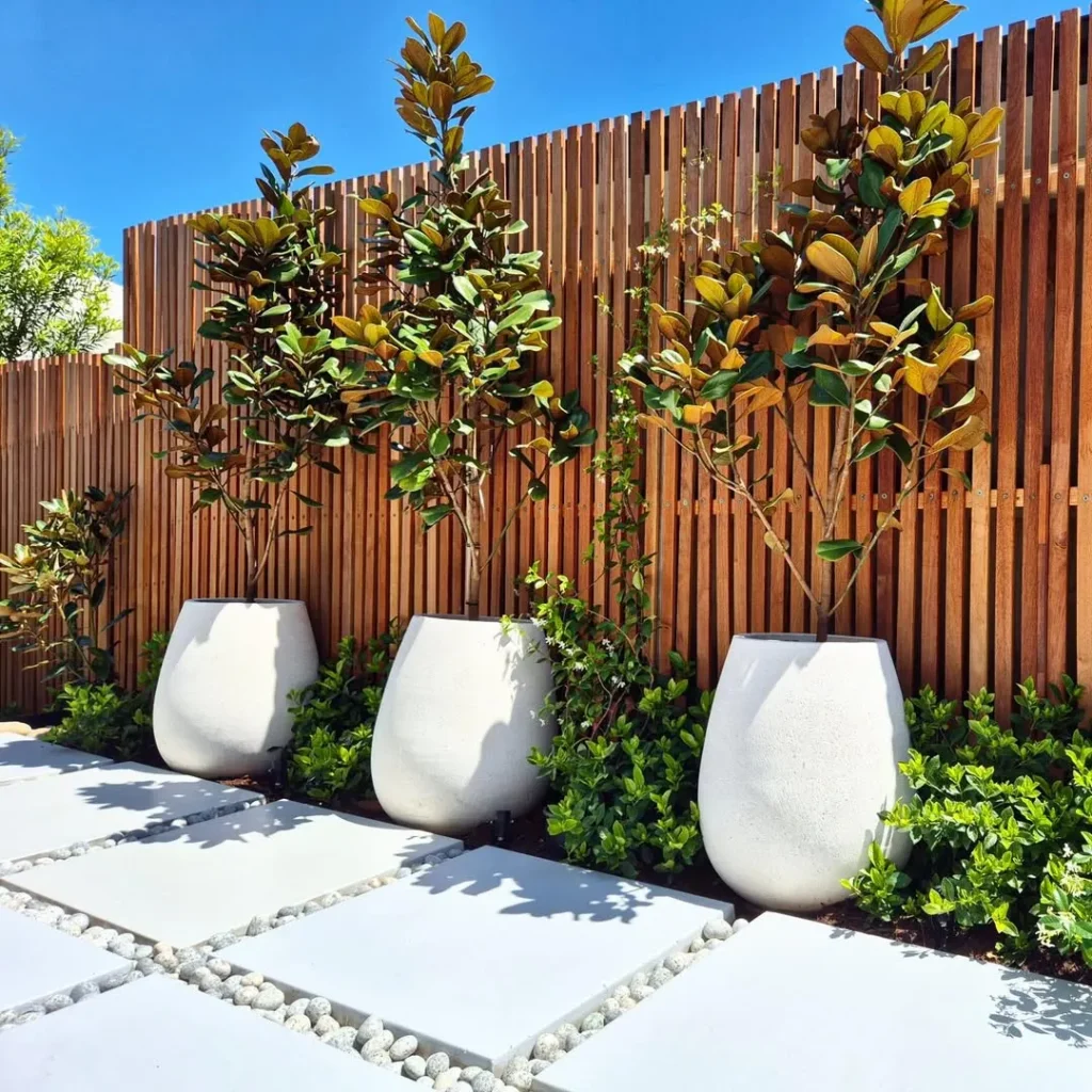 boxwood privacy plants fence