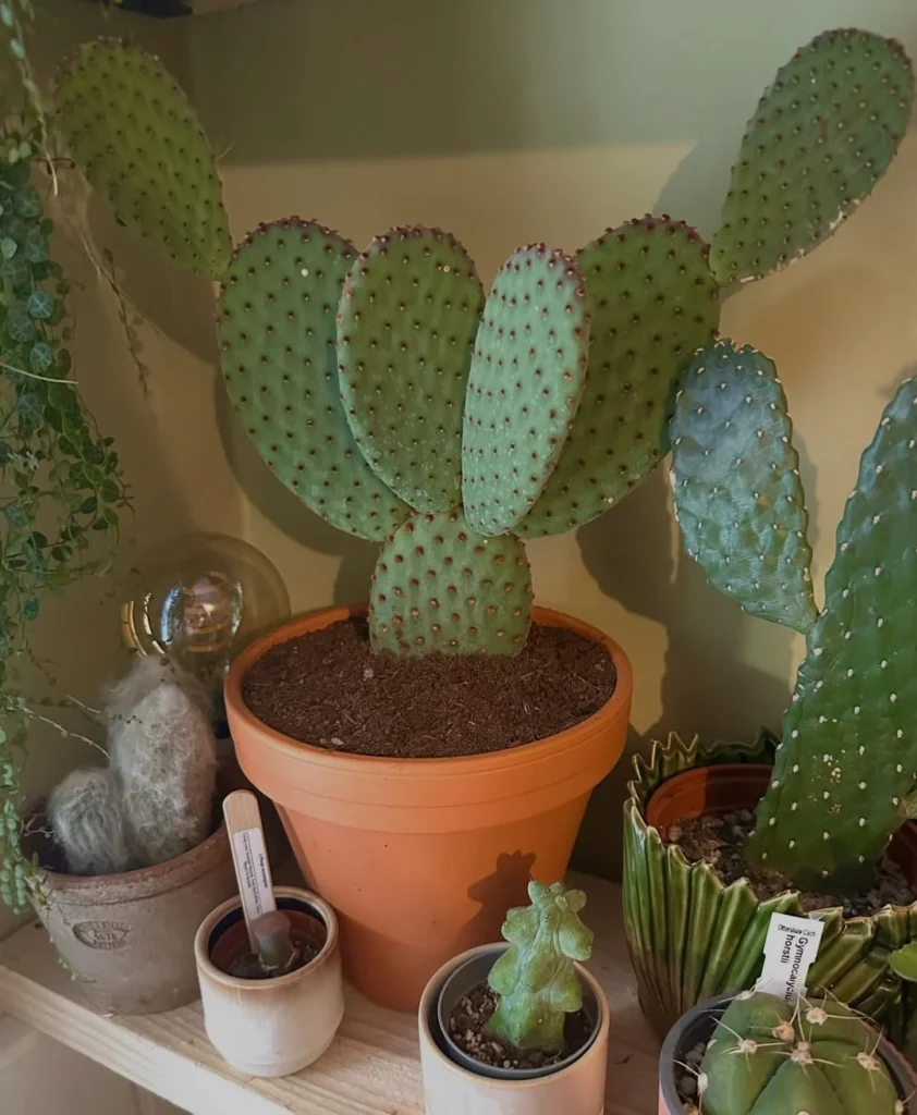 bunny ear cactus indoor succulent garden