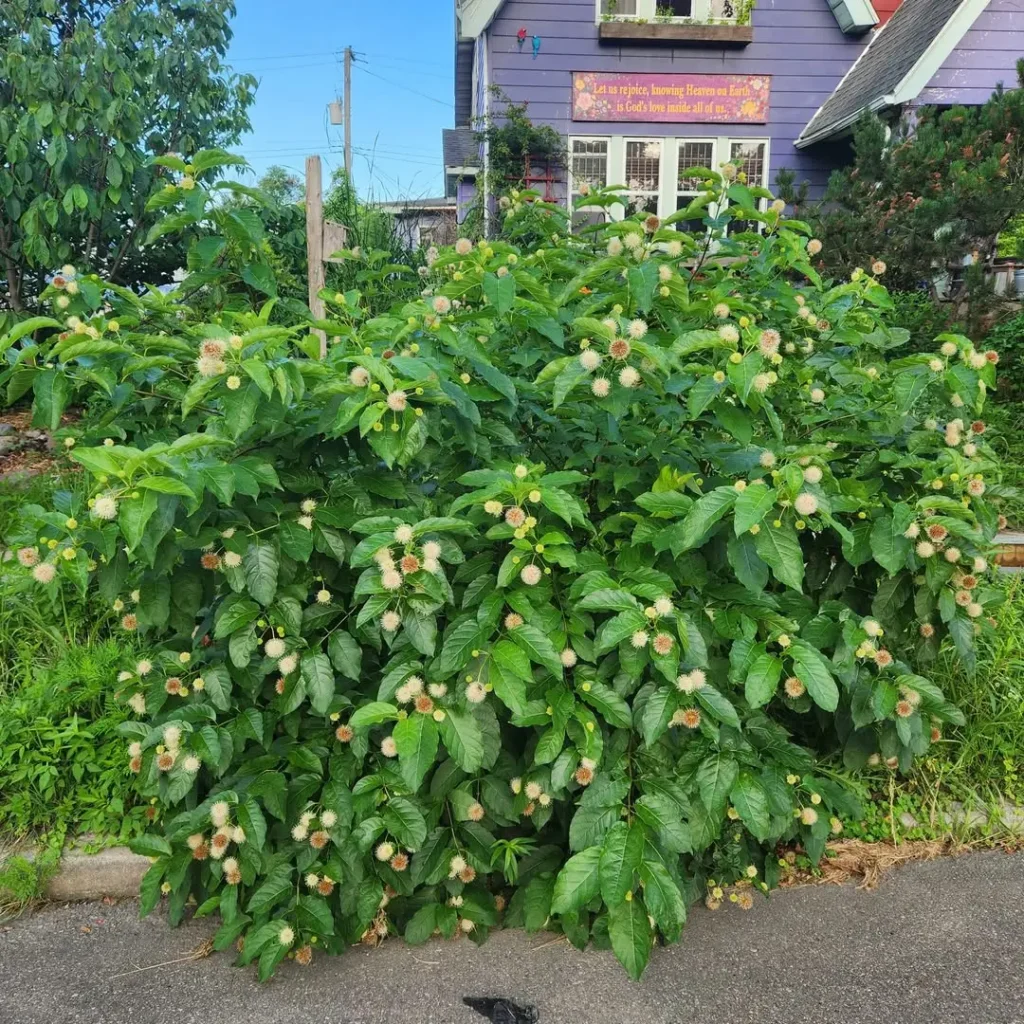 buttonbush privacy plants fence