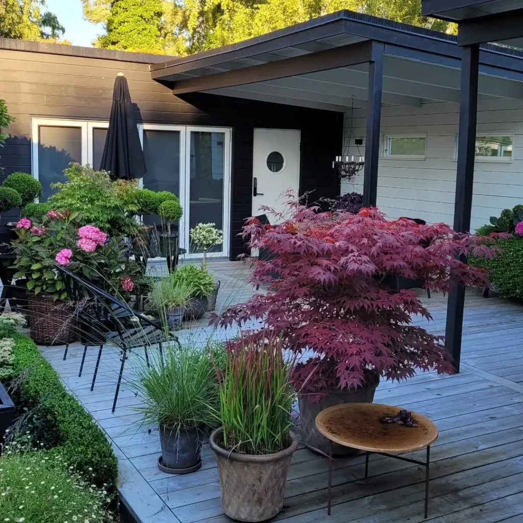 choose colorful foliage plants (1)