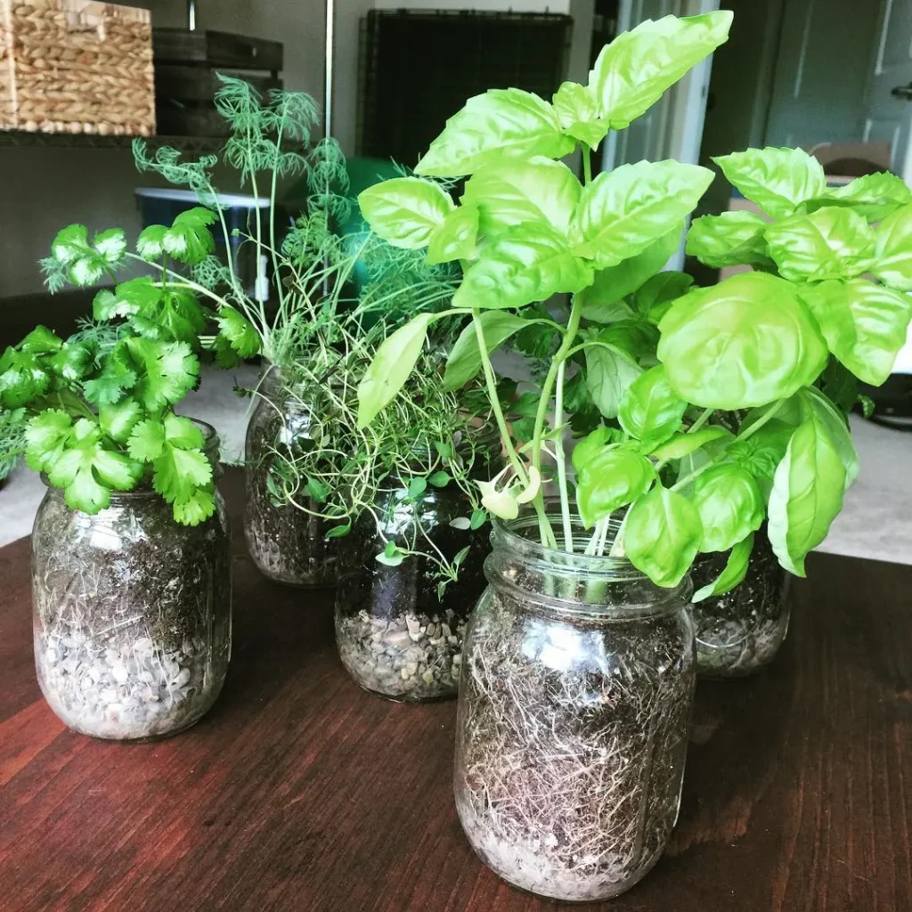 easy mini herb garden for beginners