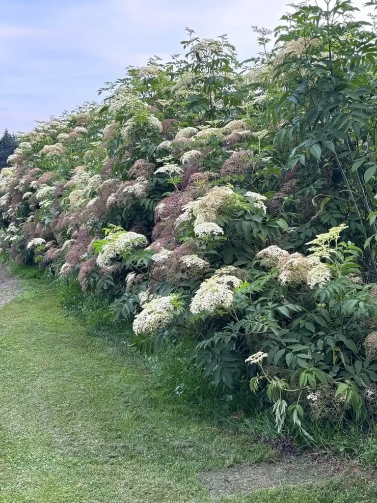 elderberry privacy plants fence