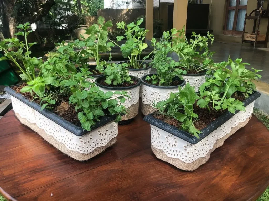 essential herb garden pots tips