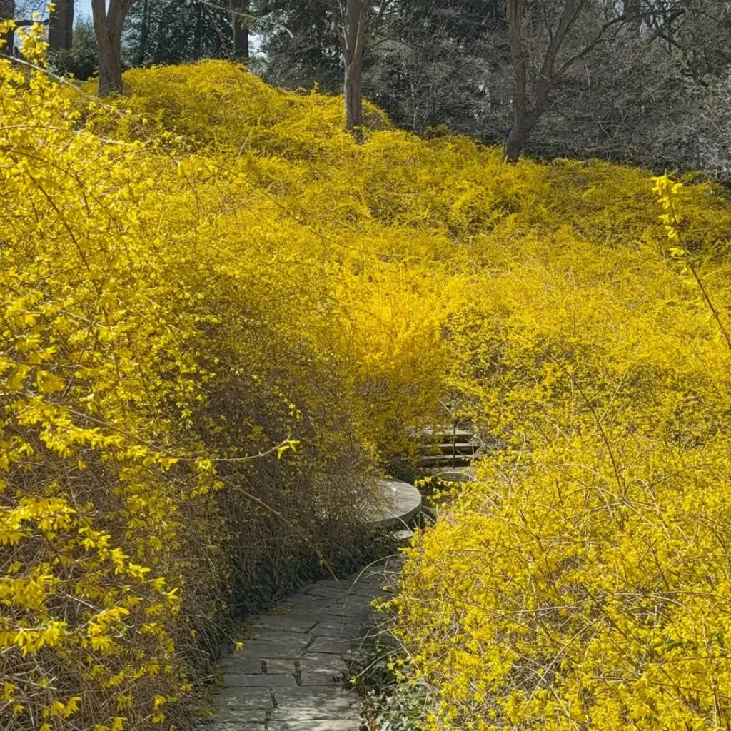 forsythia privacy plants fence