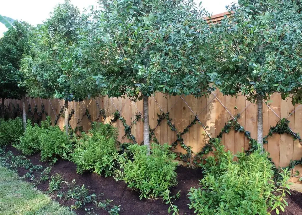 holly privacy plants fence