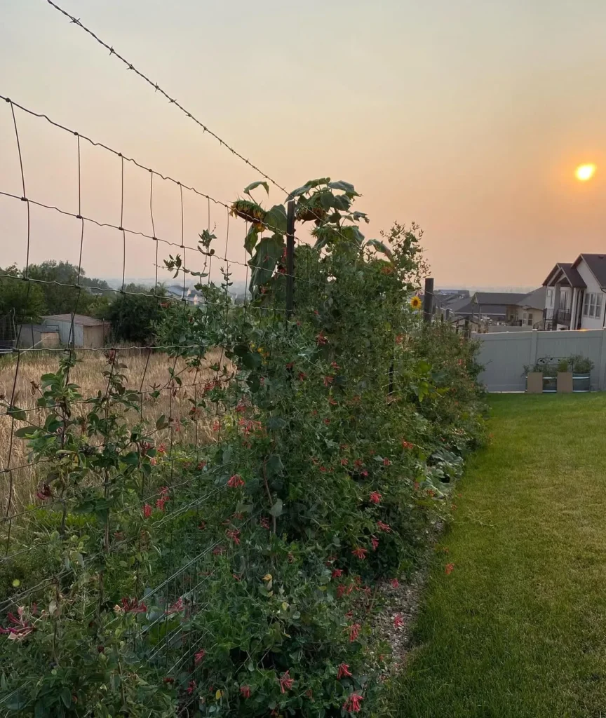 honeysuckle privacy plants fence