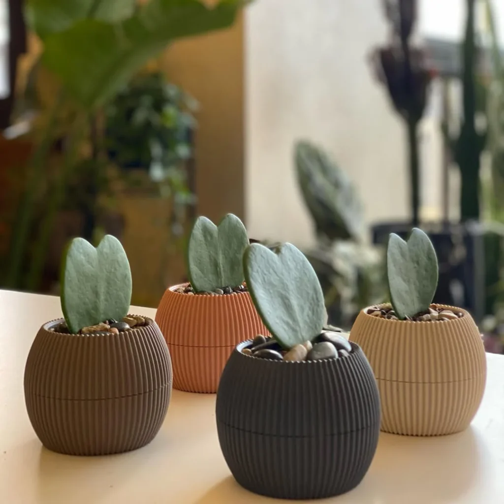 hoya indoor succulent garden