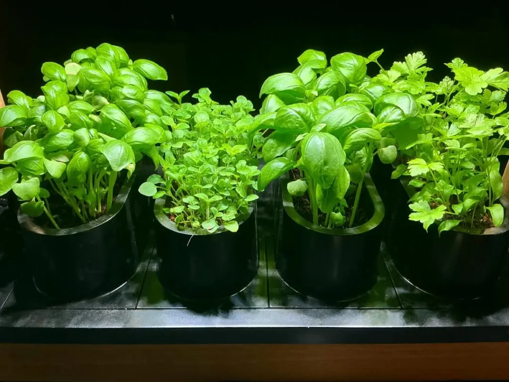 indoor mini herb garden tips